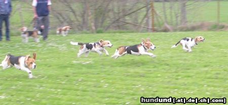 Beagle Hunde Foto 21152 in höherer Auflösung ansehen Beagle Hunderennen!!!