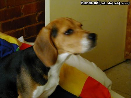 Beagle Hunde Foto 19456 in höherer Auflösung ansehen Beagle hola esta es la pagina
