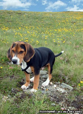 Beagle Hunde Foto 4541 Beagle Timmi auf der Wiese