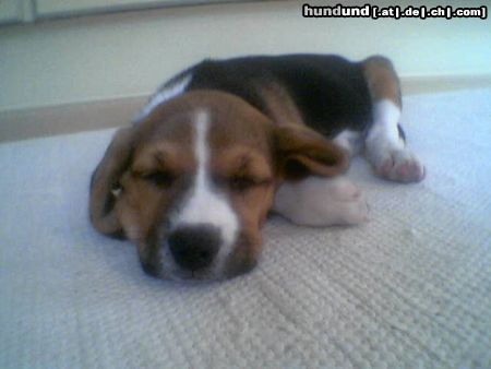 Beagle Hunde Foto 22259 in höherer Auflösung ansehen Beagle Mein Schatz Lucy