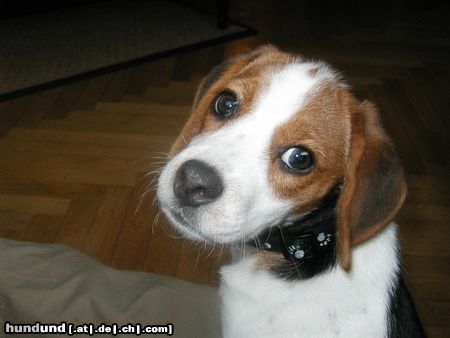 Beagle Hunde Foto 3075 Beagle Ich bin unschuldig