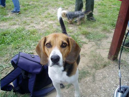 Beagle Hunde Foto 30466 in höherer Auflösung ansehen Beagle Mein Strolch