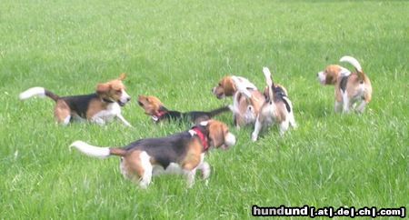 Beagle Hunde Foto 21153 Beagle Die Meute