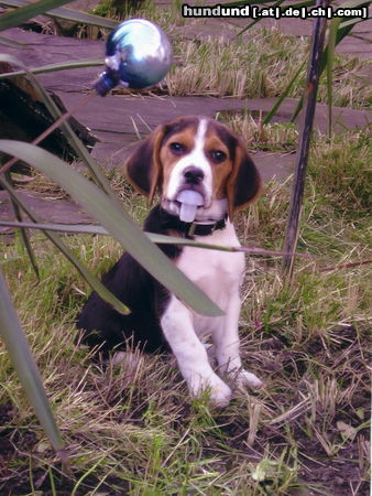 Beagle Hunde Foto 26050 Beagle unser kleiner flaschenöffner. :-)