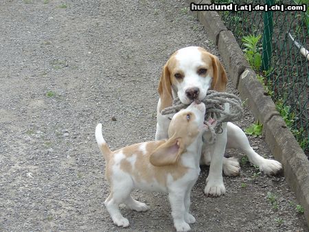 Beagle Hunde Foto 19223 Beagle das Dreamteam Nectar&Tina