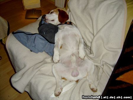 Beagle Hunde Foto 23878 in höherer Auflösung ansehen Beagle so ein Jagdausflug macht fix und alle...