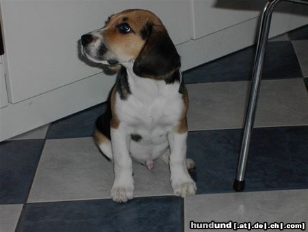 Beagle OOOOOHHHHHWWWWAAATTTT