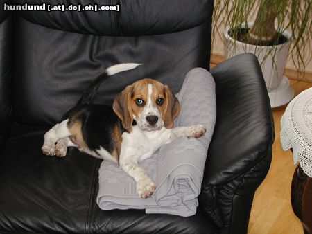 Beagle Hunde Foto 8452 Beagle Alex