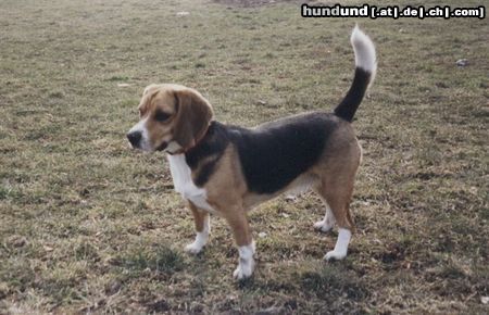 Beagle Hunde Foto 2862 Beagle Meine Lara