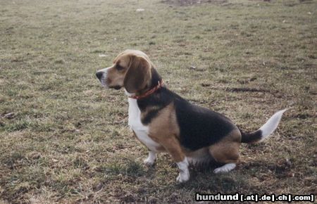 Beagle Meine Lara