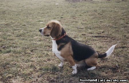 Beagle Hunde Foto 2863 Beagle Meine Lara