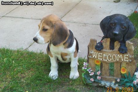 Beagle Hunde Foto 5960 Beagle ich bin die Daggy