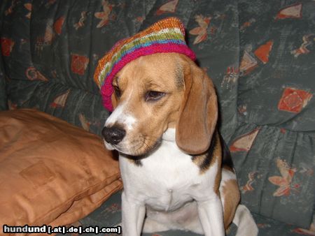 Beagle Hunde Foto 17306 in höherer Auflösung ansehen Beagle Nelson