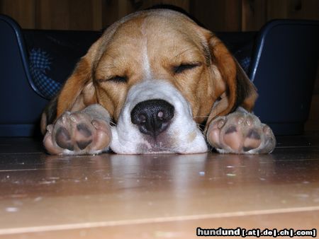 Beagle Hunde Foto 16925 in höherer Auflösung ansehen Beagle Wieder mal sooo müde!