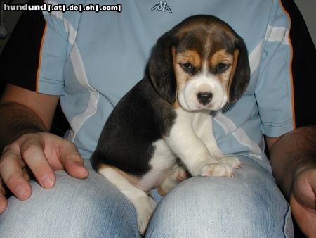 Beagle Hunde Foto 18321 in höherer Auflösung ansehen Beagle Baby Beagle