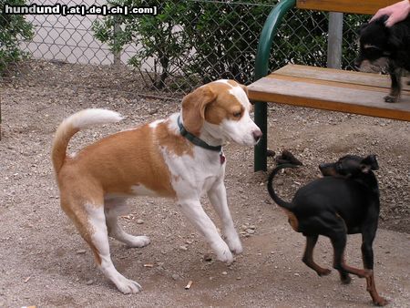 Beagle Hunde Foto 21129 in höherer Auflösung ansehen Beagle und hopp