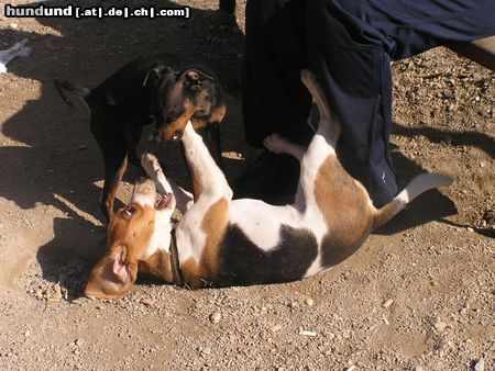 Beagle Hunde Foto 21134 in höherer Auflösung ansehen Beagle hilfe !!!
