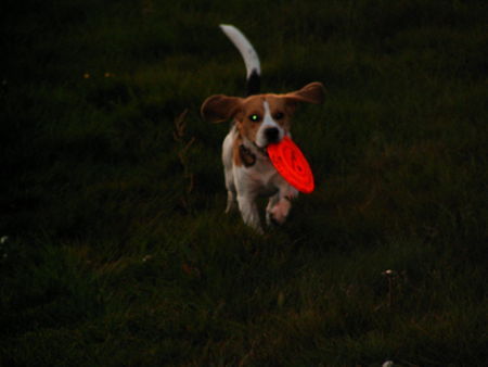 Beagle Hunde Foto 32105 in höherer Auflösung ansehen Beagle Bully beim Frisbee