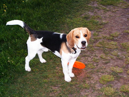 Beagle Hunde Foto 32106 in höherer Auflösung ansehen Beagle Bully beim Frisbee