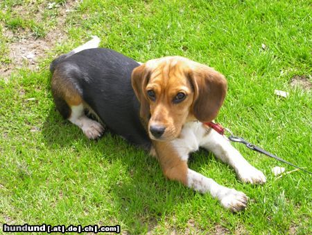 Beagle Hunde Foto 11271 Beagle Tamira - 7 Monate