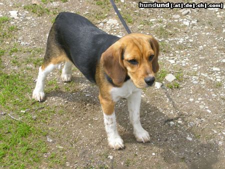 Beagle Hunde Foto 11272 Beagle Tamira auf der Schafbergalm