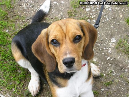 Beagle Hunde Foto 11273 Beagle Tamira