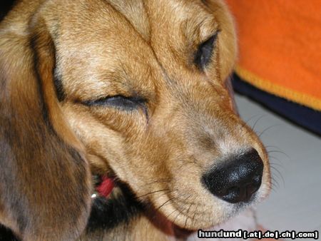 Beagle Hunde Foto 11600 Beagle Warum muss der Blitz so hell sein?