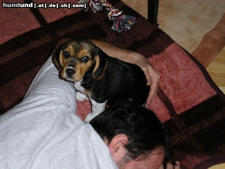 Beagle Hunde Foto 9427 Beagle Tamira mit dem Herrchen (11 wochen)