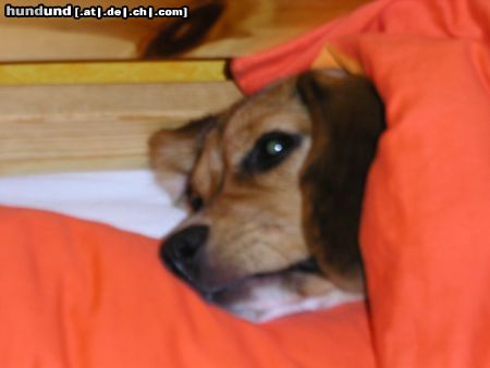 Beagle Hunde Foto 11601 Beagle Muss ich wirklich jetzt schon aufstehen?
