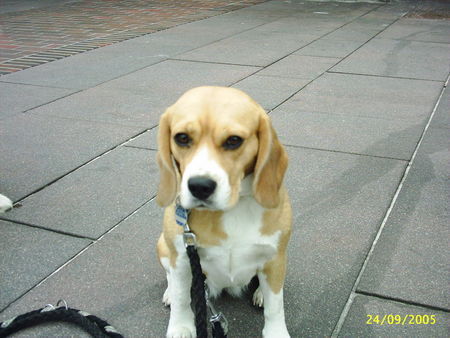 Beagle Hunde Foto 28681 in höherer Auflösung ansehen Beagle Emma auf Sylt