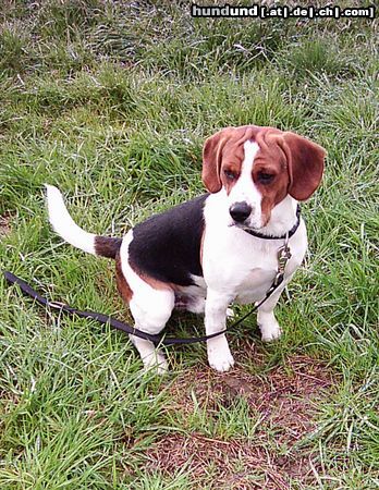 Beagle Hunde Foto 12771 Beagle Unser süßer Morris