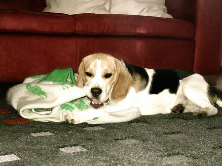 Beagle Hunde Foto 27425 in höherer Auflösung ansehen Beagle Die schmeckt ja gut!!!