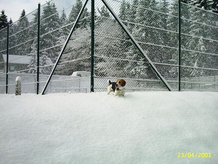 Beagle Hunde Foto 27424 in höherer Auflösung ansehen Beagle Bully versinkt im Schnee