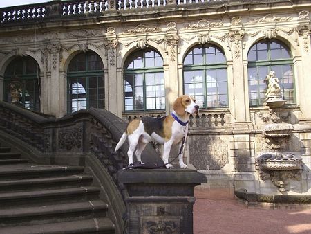Beagle Hunde Foto 32923 in höherer Auflösung ansehen Beagle Sputnik in Dresden