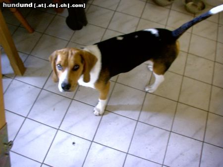 Beagle Hunde Foto 12989 Beagle Chester