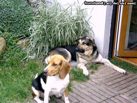 Beagle Hunde Foto 14428 Beagle Chester am Meer