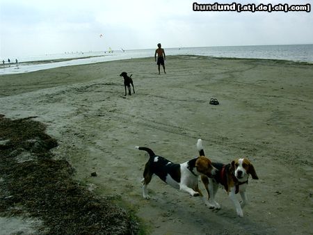 Beagle Hunde Foto 14504 Beagle Chester in Polen