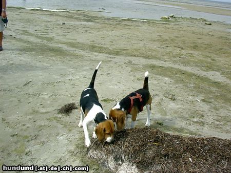Beagle Hunde Foto 14505 Beagle Chester in Polen