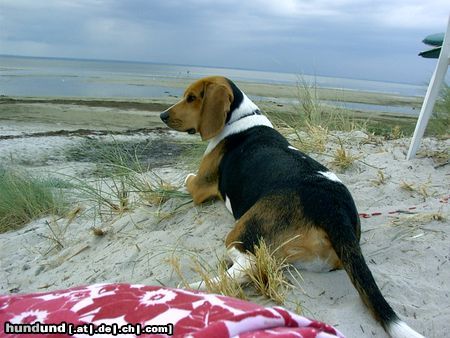 Beagle Hunde Foto 14506 Beagle Chester in Polen