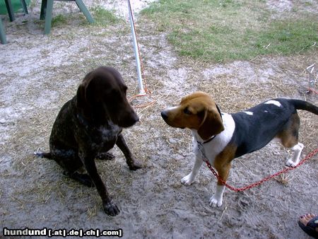 Beagle Hunde Foto 14508 Beagle Chester in Polen
