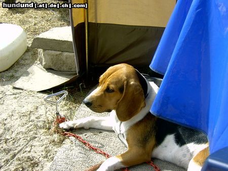 Beagle Hunde Foto 14393 Beagle