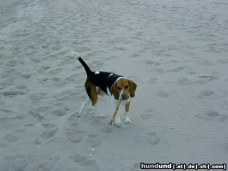 Beagle Hunde Foto 14430 Beagle Chester am Meer
