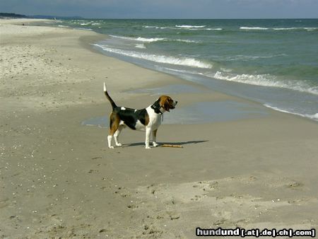 Beagle Hunde Foto 14391 Beagle
