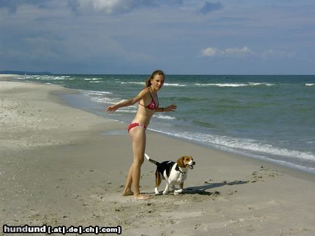 Beagle Hunde Foto 14438 Beagle Chester am Meer