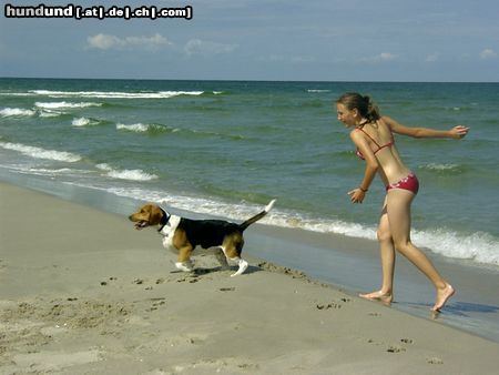 Beagle Hunde Foto 14392 Beagle