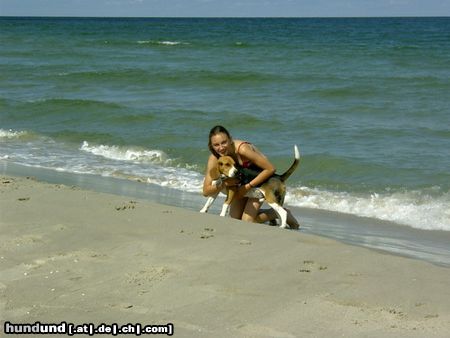 Beagle Hunde Foto 14440 Beagle Chester am Meer