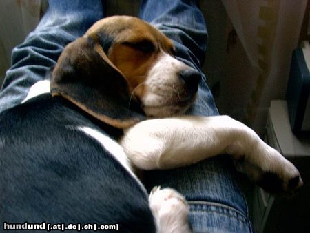 Beagle Hunde Foto 10504 Beagle mein Paco