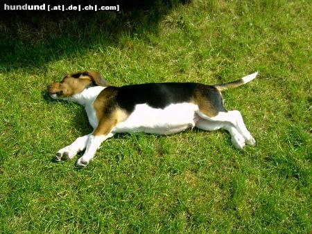 Beagle Hunde Foto 10968 Beagle Chester