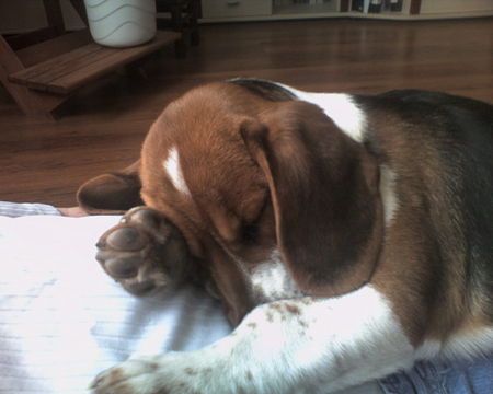 Beagle Hunde Foto 29361 in höherer Auflösung ansehen Beagle uiii da schämt sich jemand...