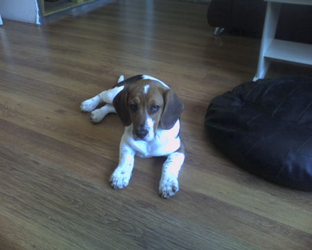 Beagle Hunde Foto 29362 in höherer Auflösung ansehen Beagle
